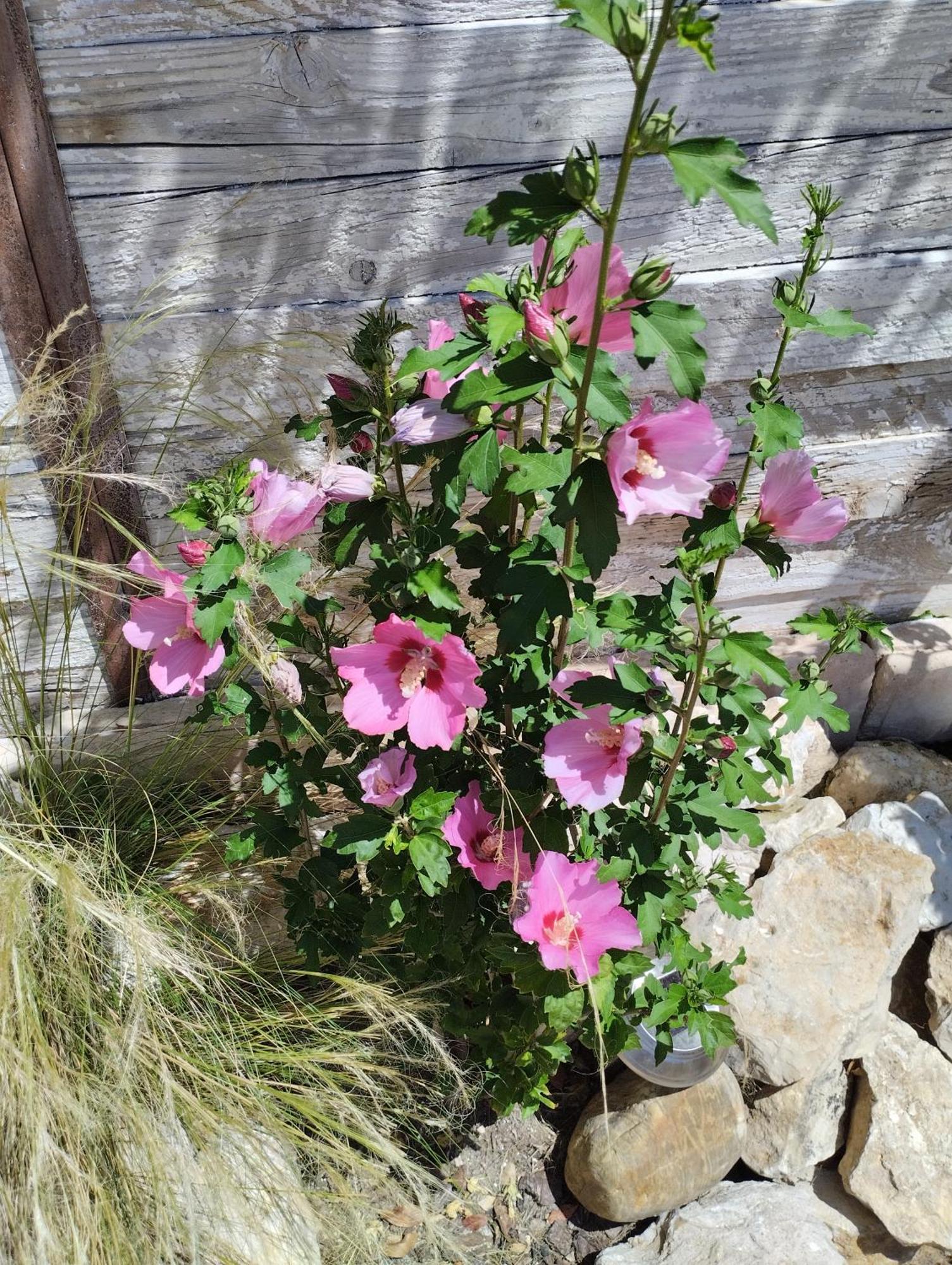 Chez Les Filles Bed & Breakfast Dions Dış mekan fotoğraf